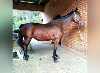 Holsteiner, Merrie, 18 Jaar, Roodbruin