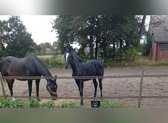 Holsteiner, Merrie, 19 Jaar, 163 cm, Bruin