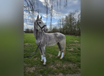 Holsteiner, Merrie, 19 Jaar, 174 cm, Schimmel