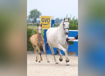 Holsteiner, Merrie, 19 Jaar, Schimmel