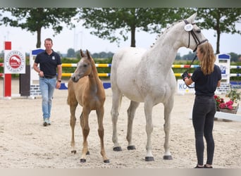 Holsteiner, Merrie, 19 Jaar, Schimmel