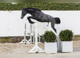 Holsteiner, Merrie, 1 Jaar, 144 cm, Schimmel