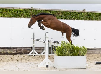 Holsteiner, Merrie, 1 Jaar, 151 cm, Bruin