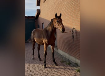Holsteiner, Merrie, 1 Jaar, 157 cm, Bruin