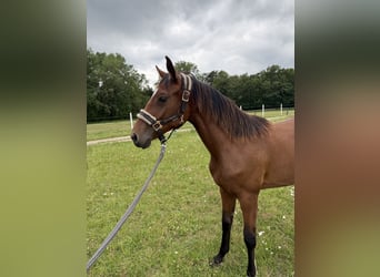 Holsteiner, Merrie, 1 Jaar, 170 cm, Bruin