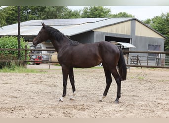 Holsteiner, Merrie, 1 Jaar, 171 cm, Zwart