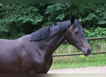 Holsteiner, Merrie, 1 Jaar, 171 cm, Zwart