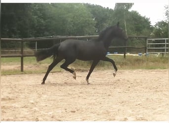 Holsteiner, Merrie, 1 Jaar, 171 cm, Zwart