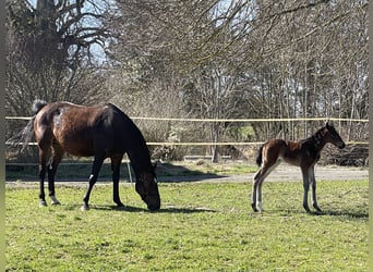 Holsteiner, Merrie, 1 Jaar, 172 cm, Bruin