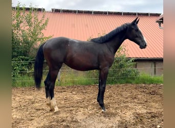 Holsteiner, Merrie, 1 Jaar, 173 cm, kan schimmel zijn