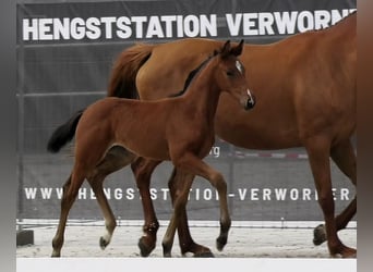 Holsteiner, Merrie, 1 Jaar, Bruin