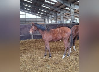 Holsteiner, Merrie, 1 Jaar, Lichtbruin