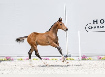 Holsteiner, Merrie, 1 Jaar, Roodbruin