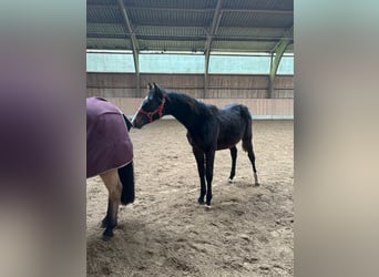 Holsteiner, Merrie, 1 Jaar