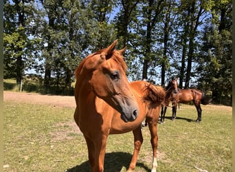 Holsteiner, Merrie, 1 Jaar, Vos