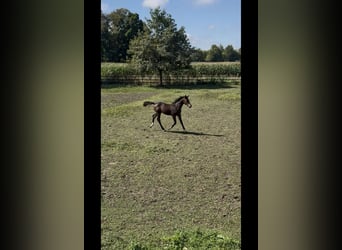 Holsteiner, Merrie, 1 Jaar, Zwartbruin