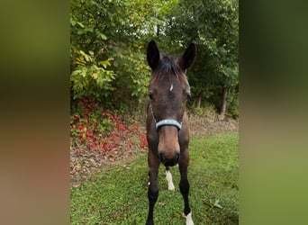 Holsteiner, Merrie, 1 Jaar, Zwartbruin