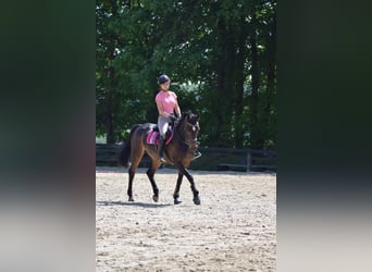 Holsteiner, Merrie, 20 Jaar, 162 cm