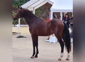 Holsteiner, Merrie, 20 Jaar, 171 cm, Donkerbruin