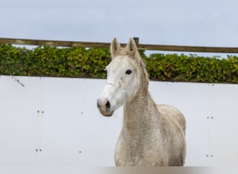 Holsteiner, Merrie, 21 Jaar, 162 cm, Schimmel
