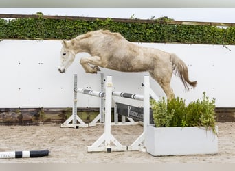 Holsteiner, Merrie, 21 Jaar, 162 cm, Schimmel