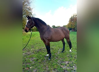 Holsteiner, Merrie, 21 Jaar, 165 cm, Bruin