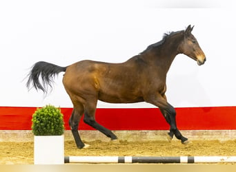 Holsteiner, Merrie, 21 Jaar, 171 cm, Bruin