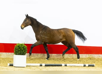 Holsteiner, Merrie, 21 Jaar, 171 cm, Bruin