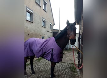 Holsteiner, Merrie, 21 Jaar, 175 cm, Bruin