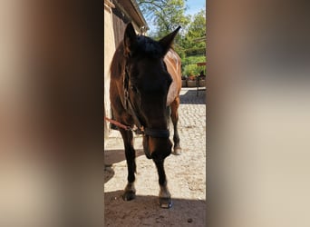 Holsteiner, Merrie, 21 Jaar, 175 cm, Bruin