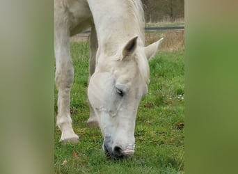Holsteiner, Merrie, 22 Jaar, 165 cm, Appelschimmel
