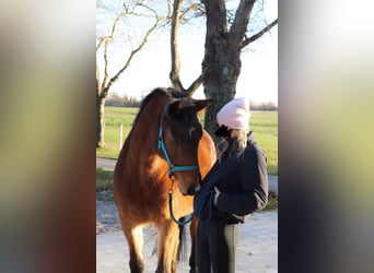 Holsteiner, Merrie, 22 Jaar, 165 cm, Bruin