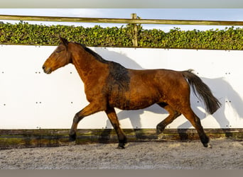 Holsteiner, Merrie, 22 Jaar, 165 cm, Bruin