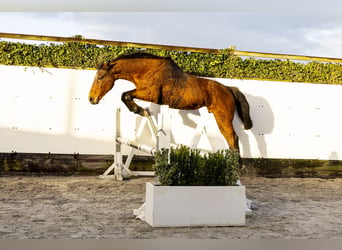 Holsteiner, Merrie, 22 Jaar, 165 cm, Bruin