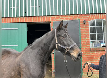 Holsteiner, Merrie, 22 Jaar, 170 cm, Donkerbruin