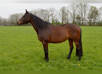 Holsteiner, Merrie, 24 Jaar, 161 cm, Donkerbruin