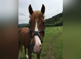 Holsteiner, Merrie, 26 Jaar, Vos