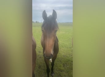 Holsteiner, Merrie, 2 Jaar, 165 cm, Bruin
