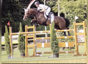 Holsteiner, Merrie, 2 Jaar, 165 cm, Bruin