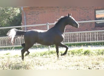 Holsteiner, Merrie, 2 Jaar, 167 cm, Schimmel