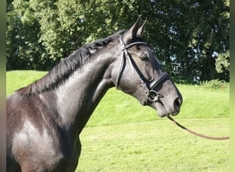 Holsteiner, Merrie, 2 Jaar, 167 cm, Schimmel