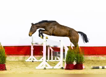 Holsteiner, Merrie, 3 Jaar, 155 cm, Donkerbruin