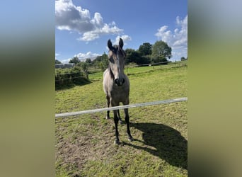 Holsteiner, Merrie, 3 Jaar, 155 cm, Schimmel