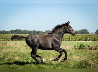 Holsteiner, Merrie, 3 Jaar, 156 cm, Schimmel