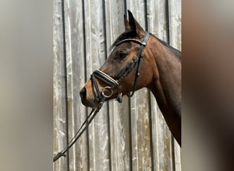 Holsteiner, Merrie, 3 Jaar, 160 cm, Bruin