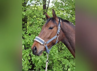 Holsteiner, Merrie, 3 Jaar, 160 cm, Bruin
