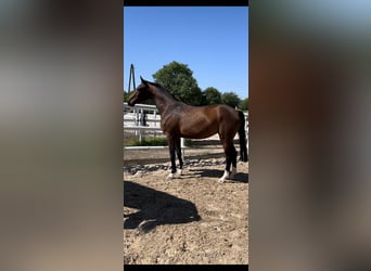 Holsteiner, Merrie, 3 Jaar, 160 cm, Donkerbruin