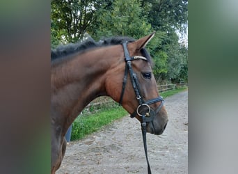 Holsteiner, Merrie, 3 Jaar, 161 cm, Bruin