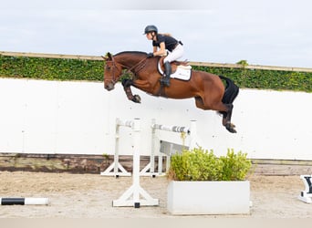 Holsteiner, Merrie, 3 Jaar, 163 cm, Bruin