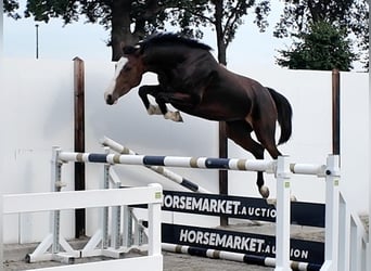 Holsteiner, Merrie, 3 Jaar, 163 cm, Roodbruin